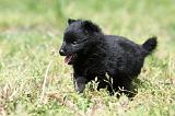 SCHIPPERKE 606